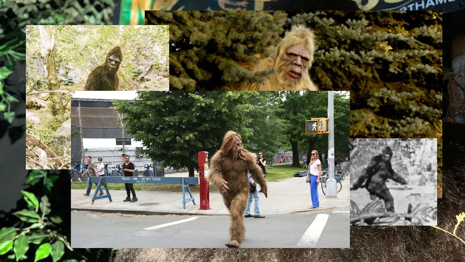 Bigfoot in American Culture